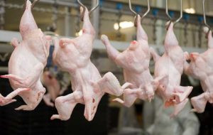Chicken Processing Industry Introduction