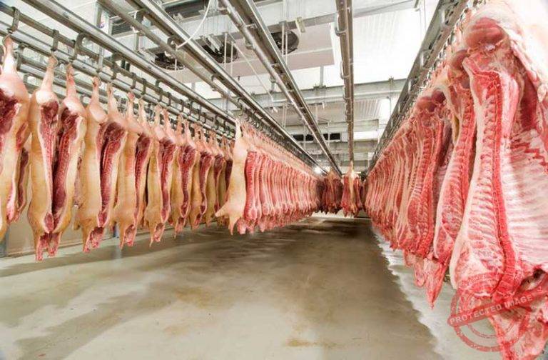 Pork Meat Processing Industry Introduction Meat Cutting Machine